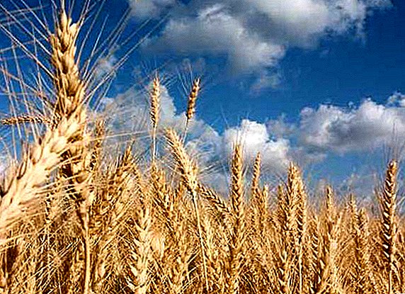 Le blé génétiquement modifié est-il sûr?
