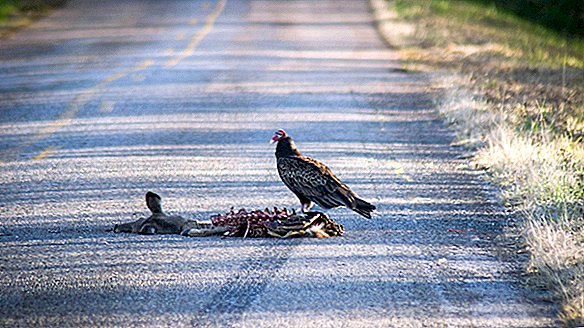 Ist es sicher, Roadkill zu essen?
