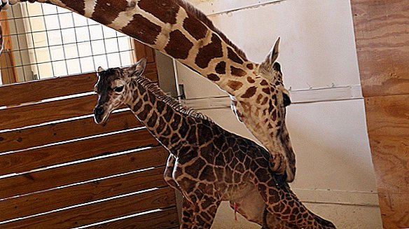 Es ist ein Junge! Siehe erste Fotos der neugeborenen Giraffe