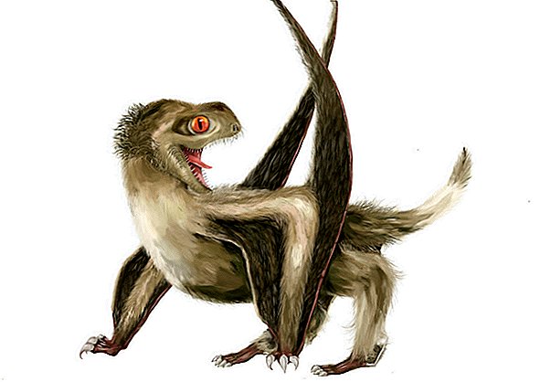 Es ist offiziell: Diese fliegenden Reptilien, die Pterosaurier genannt werden, waren mit flauschigen Federn bedeckt