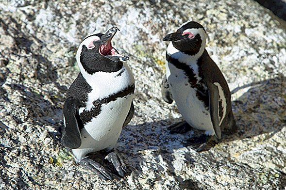 Pinguins Jackass têm um idioma Jackass não tão diferente do inglês