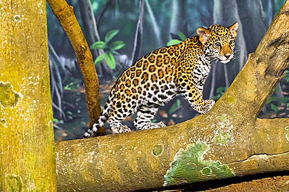 Jaguar Ibu Makan Kuba Mati, dan Penjaga Zoo Tidak Boleh Menerangkan Mengapa