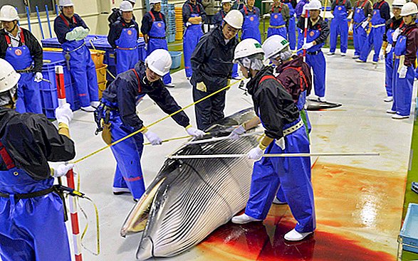 اليابان قد تبدأ في صيد الحيتان التجارية مرة أخرى