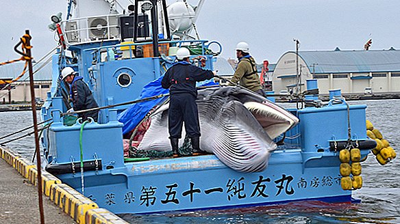 Japan hervat commerciële walvisvangst na decennia van walvissen slachten 'voor de wetenschap'