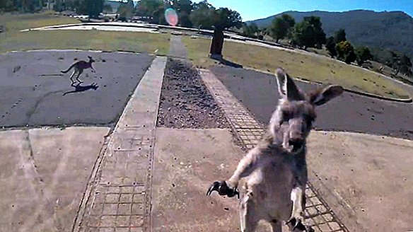 Känguru mit einem mittleren rechten Haken foliert die perfekte Landung des Gleitschirms