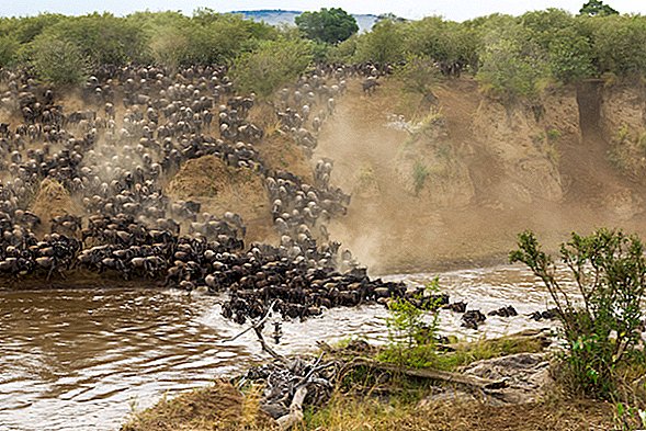 Kenijos Maasai Mara: Faktai apie laukinę gamtą, klimatą ir kultūrą