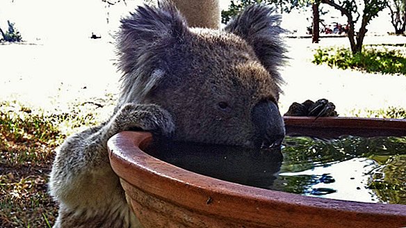 Bir Koala Bara Giriyor… İşte Bilim Adamları Neden İyi Bir Fikir Düşünüyor
