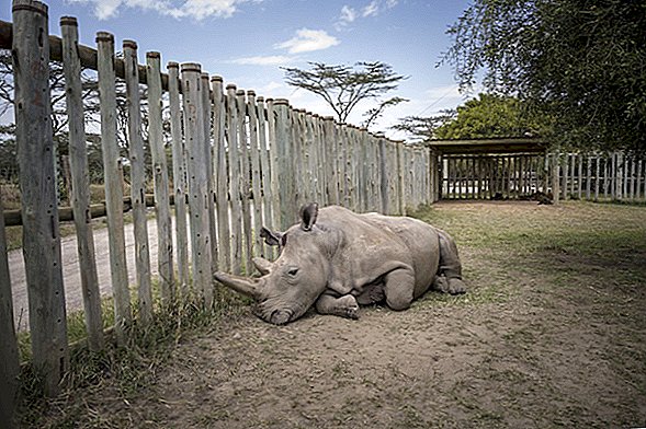 Laboratórne embryá by mohli zachrániť nosorožca severného po poslednom úmrtí samcov