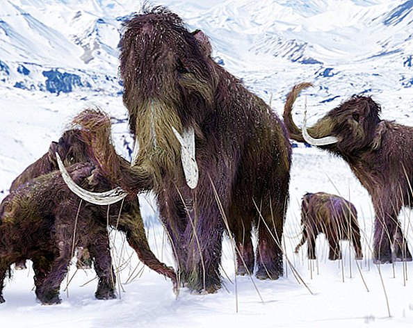 De sista ullda mammuterna på jorden hade katastrofalt DNA