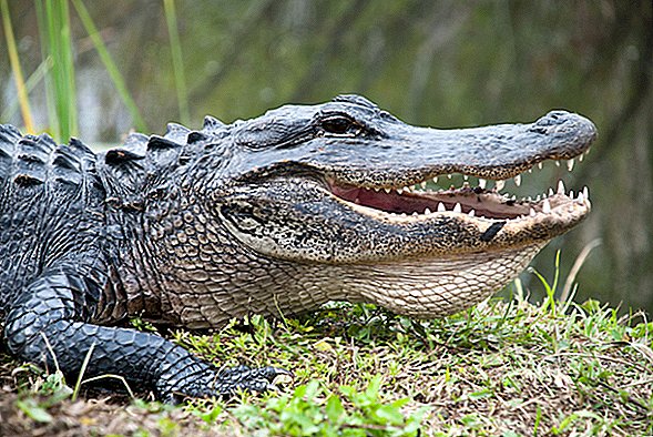 Mai târziu Gator! Videoclipul aligatorului „Humpback” uriaș devine viral