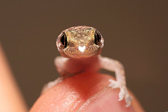 Springende firben! Live gekko fundet inde i et mand øre