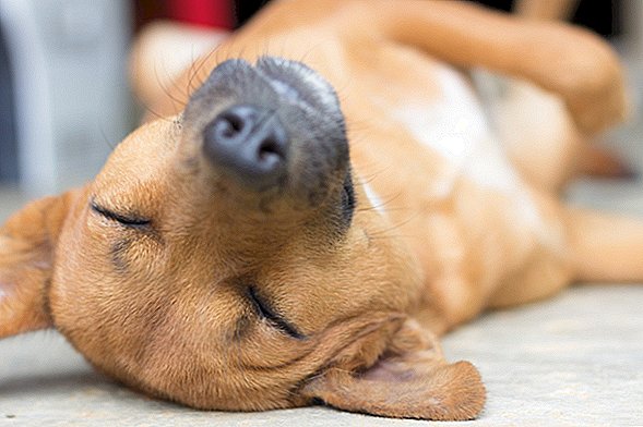 Пустите да се успавани пси лажу: помаже им да обједине успомене