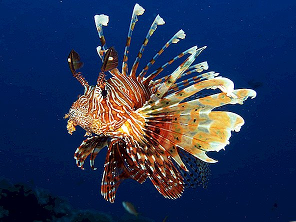Lionfish: invasores bonitos e perigosos
