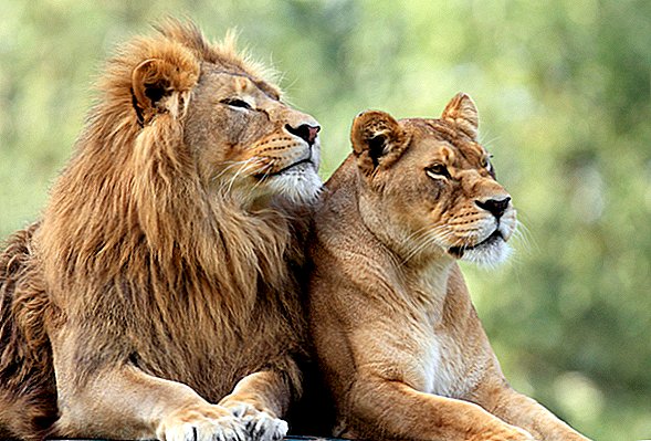 Lions: le «roi de la jungle» uniquement social