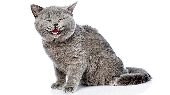 Наука подкаст на живо „Малките мистерии на живота“ 3: Тайнствени котки