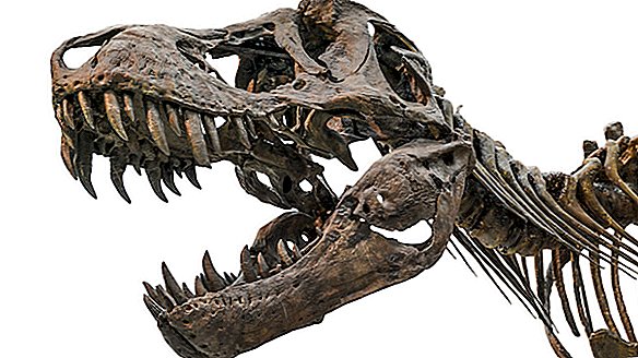 Живий науковий підкаст «Маленькі таємниці життя» 8: Таємничі динозаври