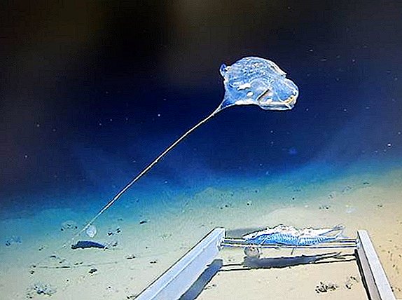 Un 'globo en una cuerda' vivo descubierto en la parte más profunda del océano Índico