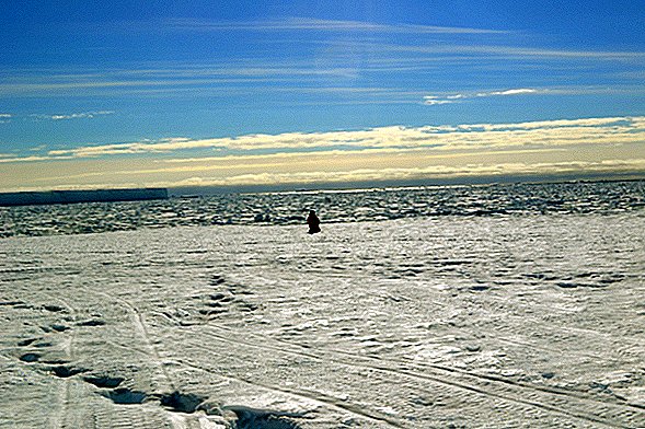 وحيدات القطب الجنوبي وحيد تقلص أدمغة الناس
