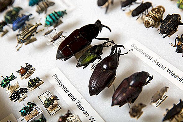 Kærlighedsfejl: Par donerer $ 10M insektkollektion i verdensklasse