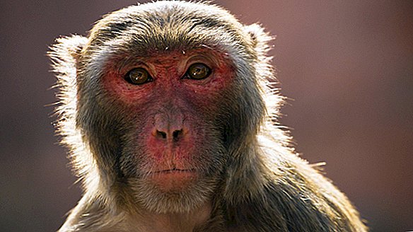 Los monos macacos no pueden reinfectarse con COVID-19, sugiere un pequeño estudio.