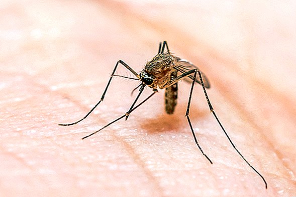 Malária: causas, sintomas e tratamento