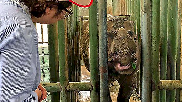 Malaysia säger farväl till Iman, dess sista Sumatran noshörning