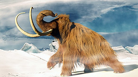 DNA Mammoth Secara Ringkas 'Bangun' Di dalam Telur Mouse. Tetapi Cloning Mammoths Masih Mimpi Paip.