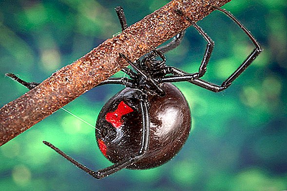 L'homme obtient une morsure d'araignée veuve noire. Alors il ne peut pas faire pipi.
