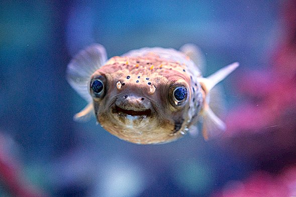 Manusia Belajar Cara Keras Itu Mencampurkan Pufferfish dan Cocaine Adalah Ide yang Sangat Buruk