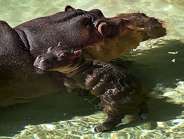 Man die Hippo's kont sloeg in LA Zoo is nog steeds vrij
