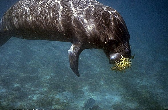 Manatees: faktid merelehmade kohta