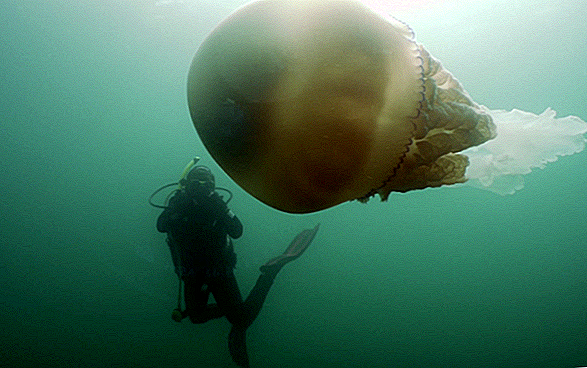 Massiva, mänskliga storlek maneter stuns dykare utanför England