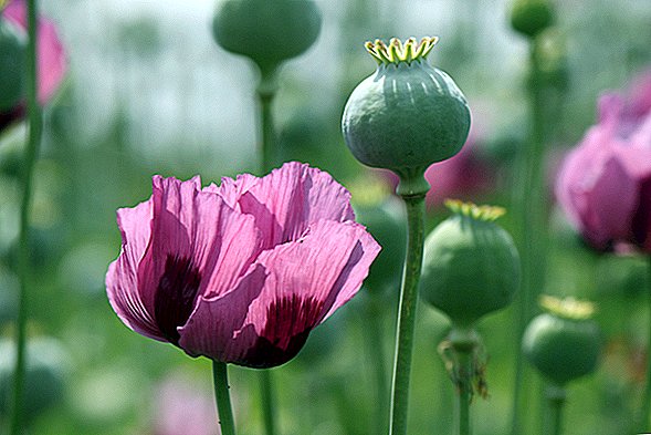 Bustul masiv de mac: De ce este rar Opium acasă