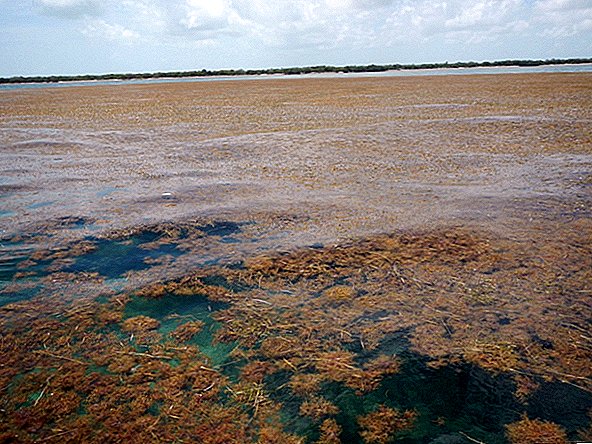 إن ازدهار الأعشاب البحرية الضخم يؤدي إلى اختناق الحياة من منطقة البحر الكاريبي إلى غرب أفريقيا