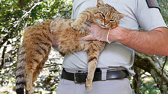 Iepazīstieties ar Cat-Fox, Oddball Feline viesabonēšanu ap Francijas salu
