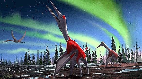 Maak kennis met 'Cold Dragon of the North Winds', de gigantische pterosauriër die ooit door Canadese lucht zweefde