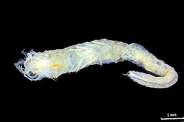 Встречайте шотландского морского червя с глазами на заднице