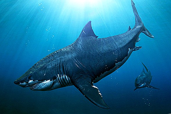 Megalodon: faktid ammu kadunud hiiglasliku hai kohta