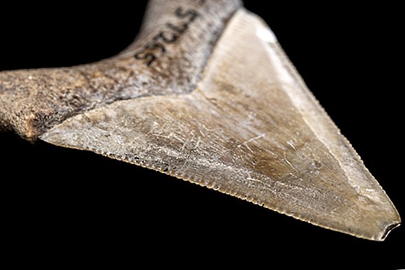 Megalodon a petrecut zeci de milioane de ani care-și cinstesc dinții letali, cu cuțitul
