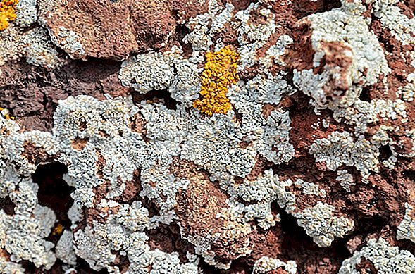 Les hommes sont avertis de ne pas manger de lichen présenté comme du «Viagra naturel»