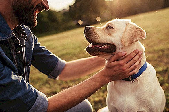 Jenggot Pria Mengandung Bakteri Lebih Berbahaya Daripada Bulu Anjing, Saran Studi Kecil