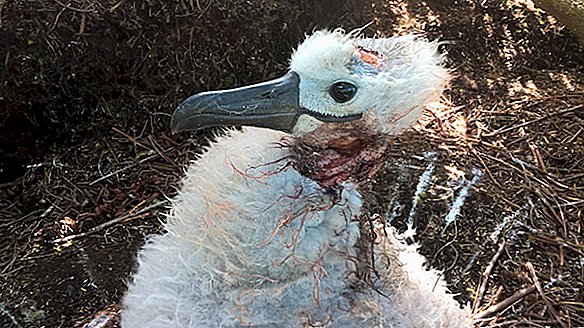 Pelės, sugautos užpuolusios suaugusiųjų albatrosą griaunančiame vaizdo įraše