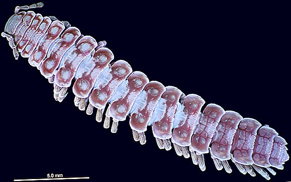 Los genitales de milpiés brillan en diferentes colores (pero los científicos no pueden explicar por qué)