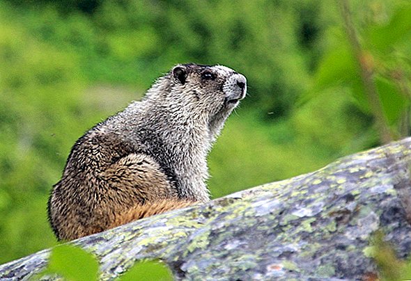 Mongools paar stierf aan de pest na het eten van rauwe marmot