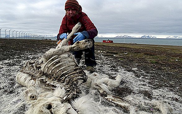 العثور على أكثر من 200 حيوان الرنة ميتا في النرويج ، جوعا بسبب تغير المناخ