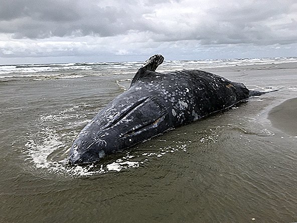 Mais de 70 baleias cinzentas mortas em 6 meses, e os cientistas não entendem o porquê