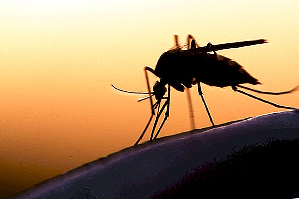 Mygg sugde mindre blod (og hadde mindre sex) mens du hørte på Skrillex, finner studier