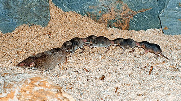 Moving Nose to Tail, Shrew 'Conga Line' Shimmies Online