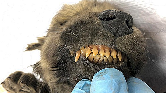 Мумифицированный щенок умер в Сибири 18 000 лет назад ... И может быть волком (или что-то еще)