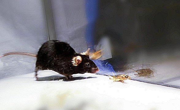 القتل ميكي: الفئران "غيبوبة" انطلقت مع الجينات المفترسة